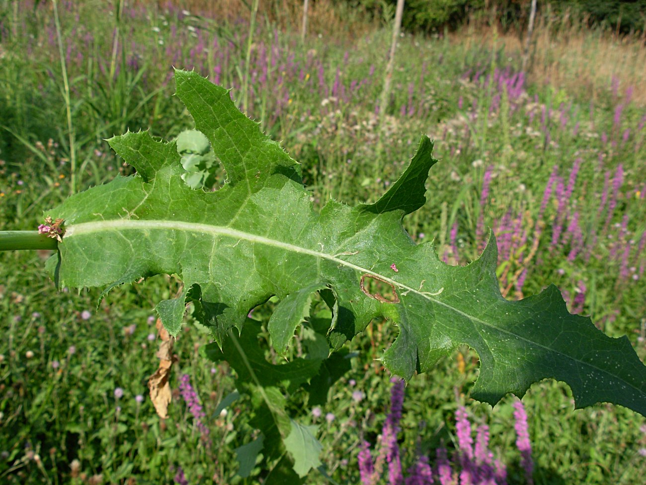 Sonchus arvensis L. subsp. arvensis / Grespino dei campi